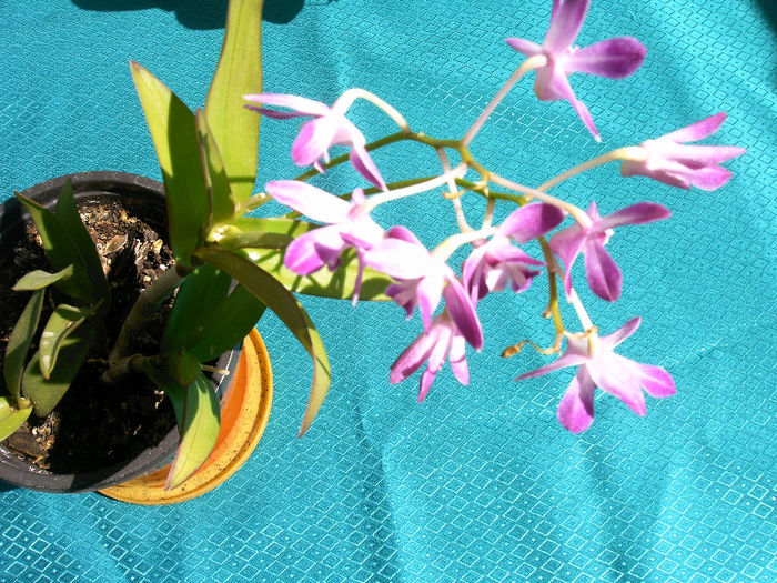 IMAG0044 - Orhidee