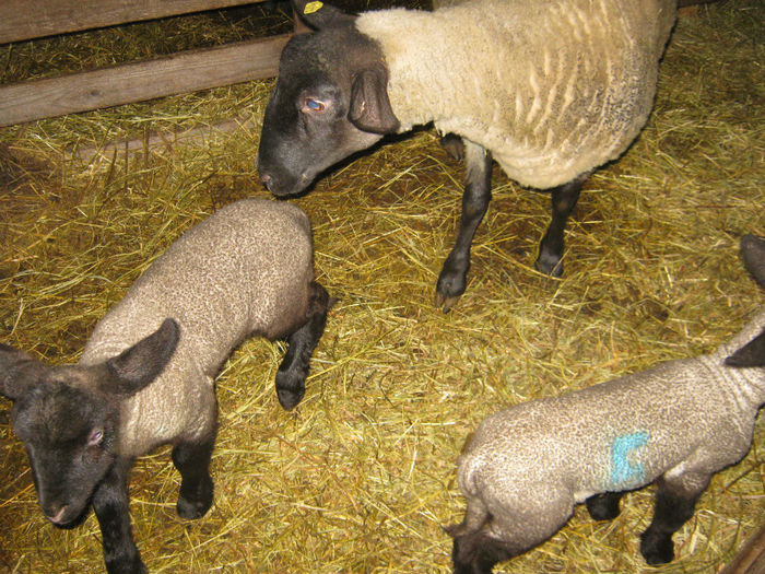 2 mielute gemene mart-2013