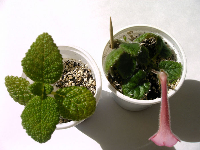 IMAG0009 - SINNINGII