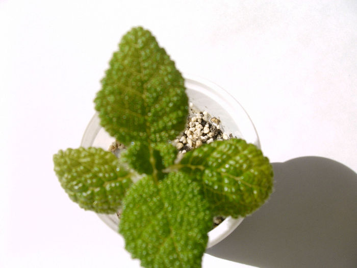 IMAG0003 - SINNINGII