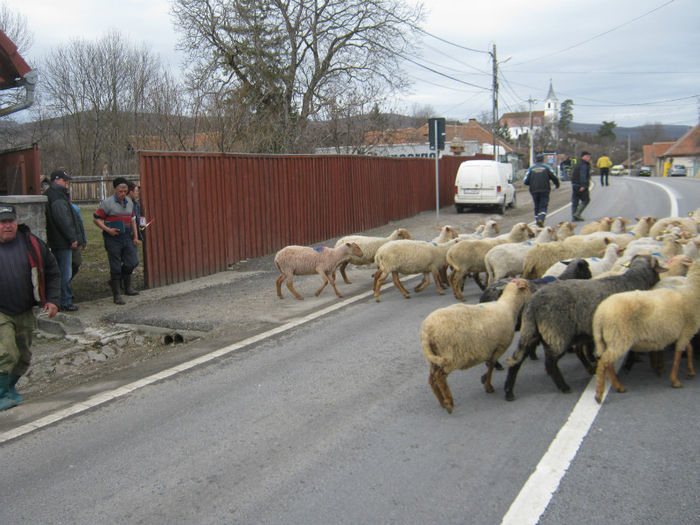 noul baci scoate oile la munte