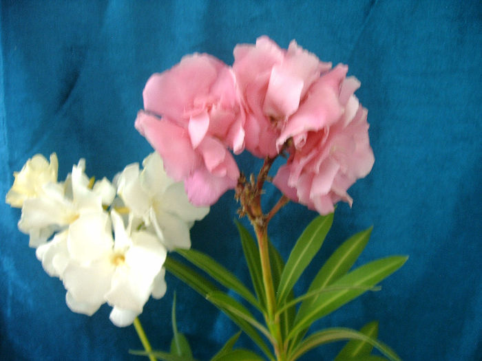 IMAG0045 - Diverse flori