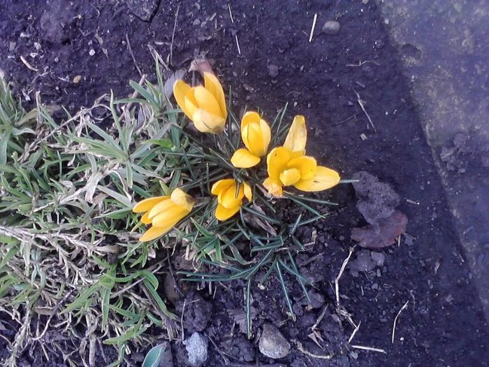 crocus - 4-flori 2013