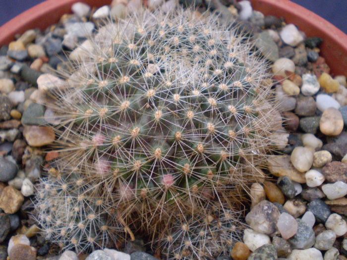 Rebutia flavistyla