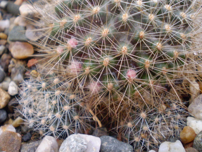 Rebutia flavistyla
