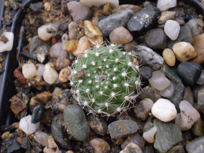 Rebutia fl roz