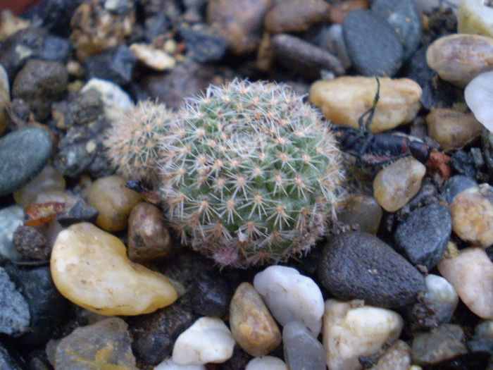 Rebutia perplexa