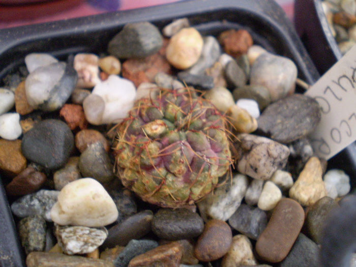 Sulcorebutia pulchra