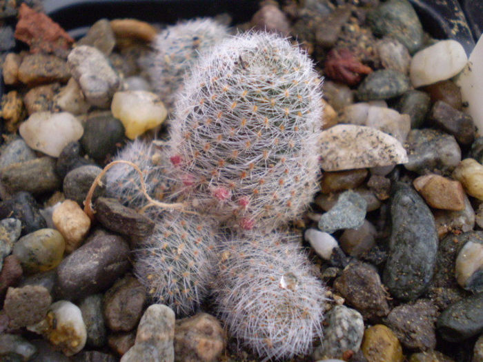 Aylostera cv."sunrise"