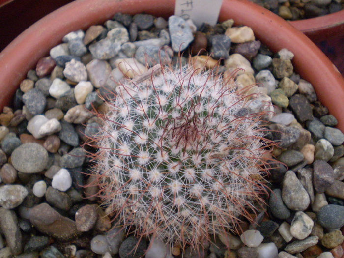 Parodia sanguiniflora