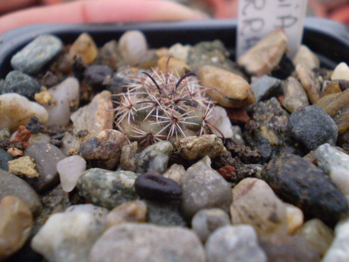 Parodia subterranea