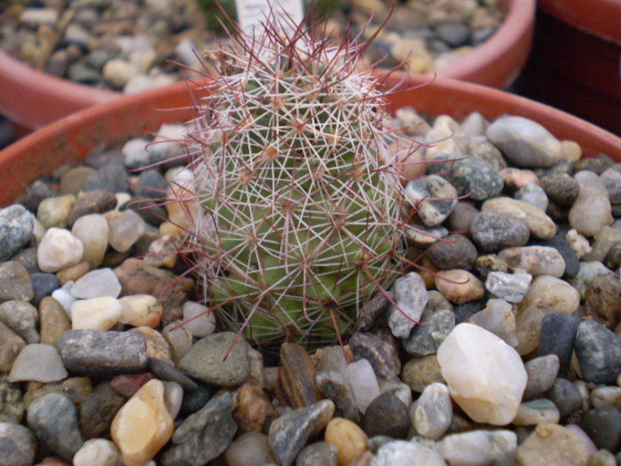 Mammillaria mazatlanensis
