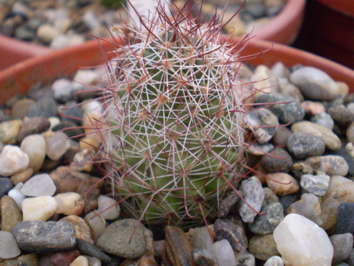 Mammillaria mazatlanensis