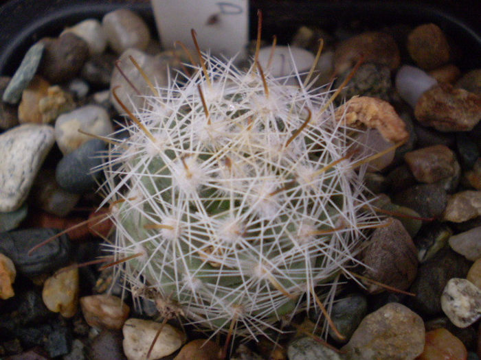 Mammillaria boolii