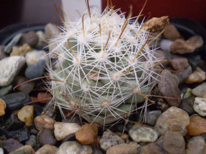 Mammillaria boolii