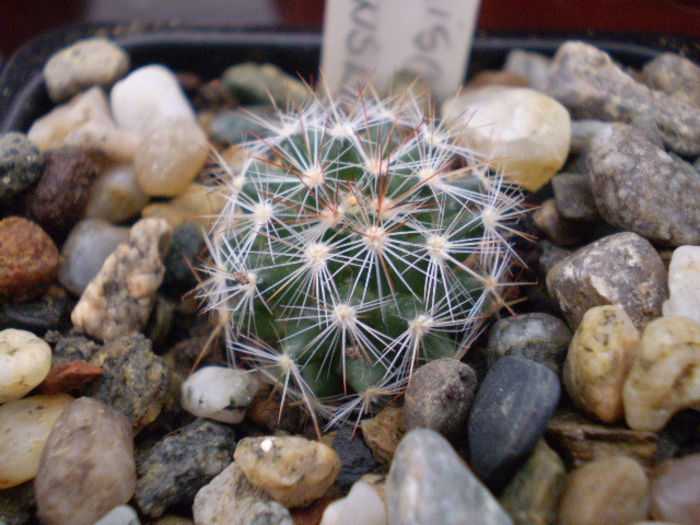 Mammillaria discolor v. esperanzaensis