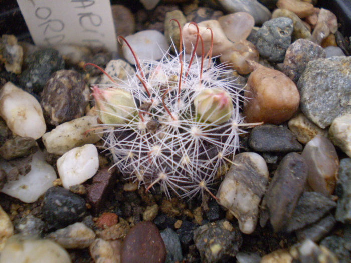 Mammillaria longiflora
