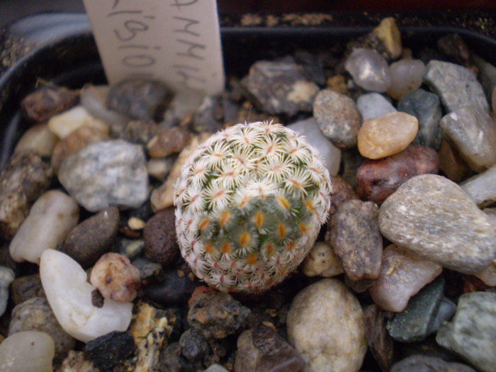 Mammillaria solisioides