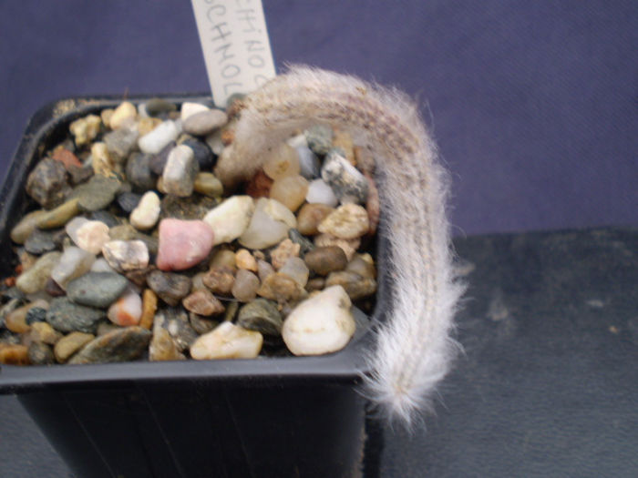 Echinocereus schmolii