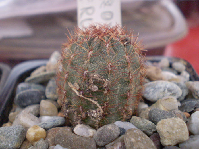 Oroya peruviana