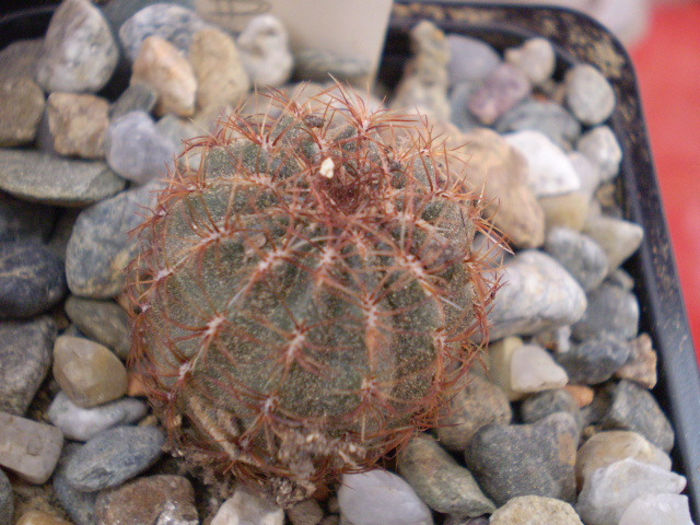 Oroya peruviana