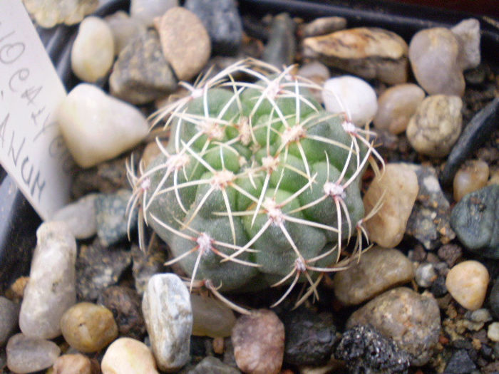 Gymoncalycium baldianum fl rosie - ACHIZITII 2013