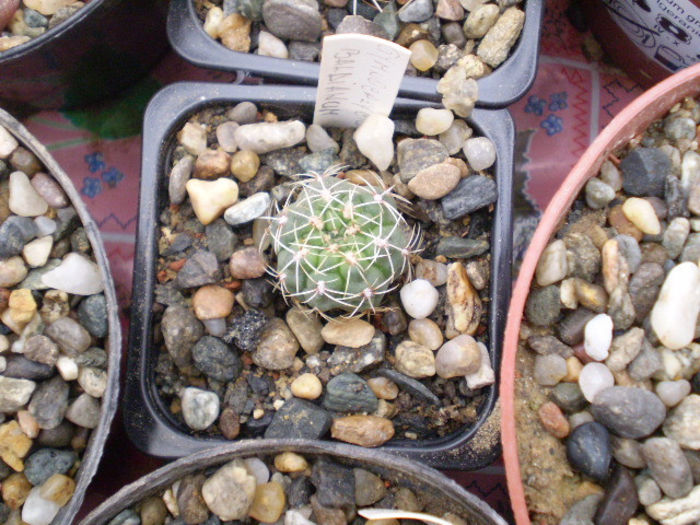 Gymoncalycium baldianum fl rosie
