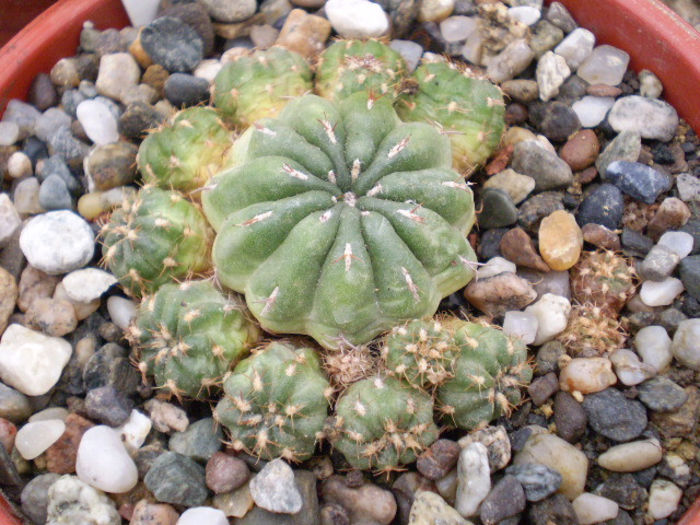 Matucana polzii