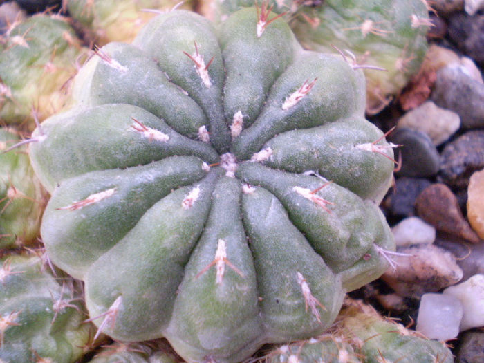 Matucana polzii