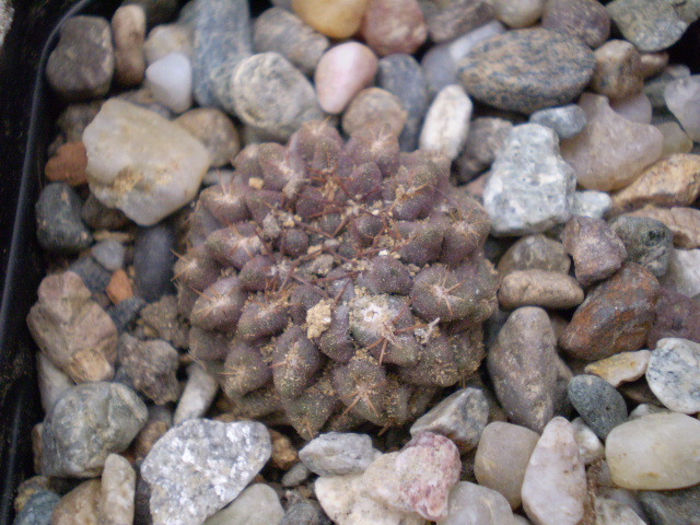 Neochilenia mitis v glavrescens - ACHIZITII 2013