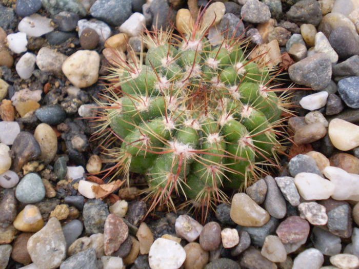 Notocactus ottonis janousek - ACHIZITII 2013