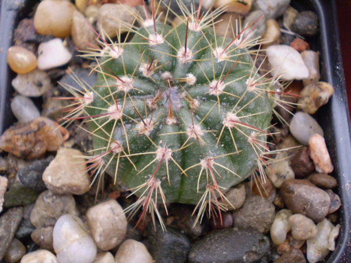Notocactus  ottonis vencluianus - ACHIZITII 2013