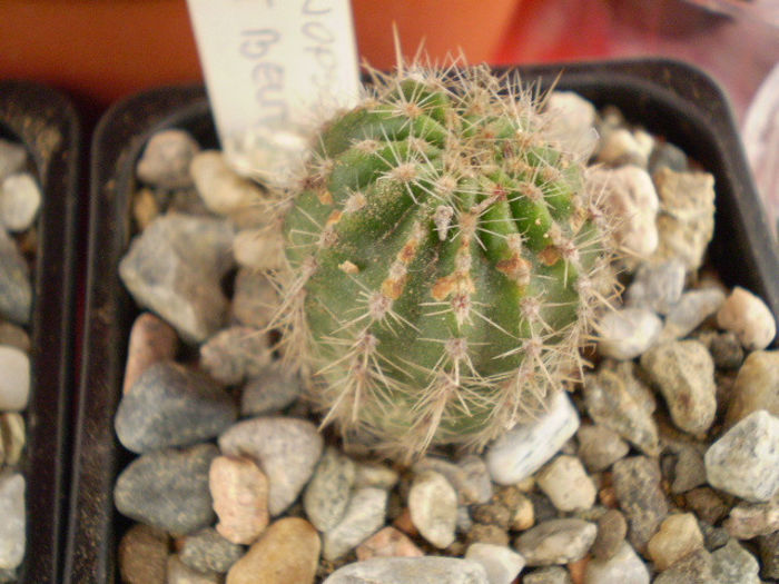 Echinopsis violet beuty - ACHIZITII 2013