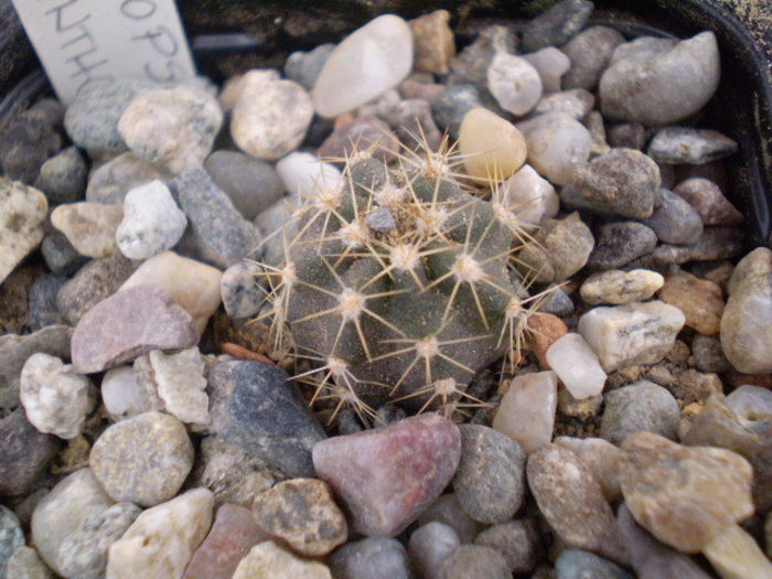 Echinopsis caliantholiliacina - ACHIZITII 2013