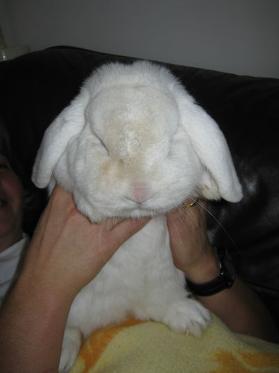 mascul berbec pitic 97 puncte - 4atentie cind cumparati iepuri