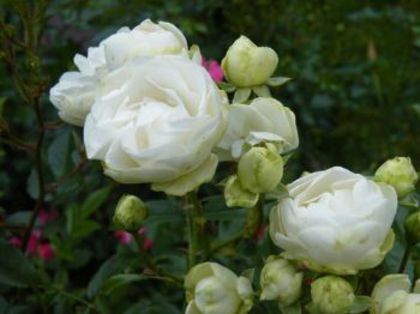 white morsdag 4 Garden