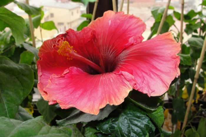 hibiscus My Angel