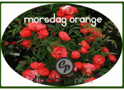 trandafiri-morsdag-orange - 0 Achizitii  2012 2013 2014