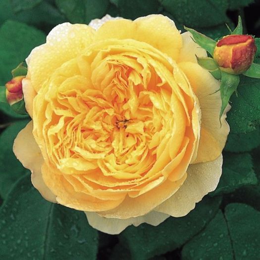 charles_darwin 1 2012