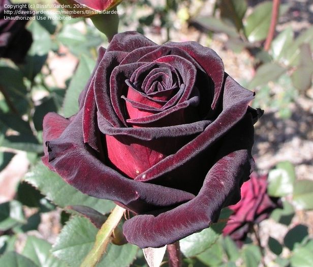 Black Baccara Lottum 2012