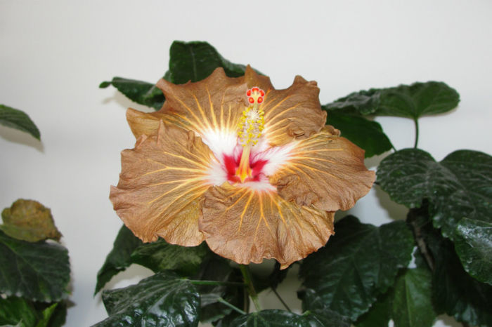 hibiscus Suntan