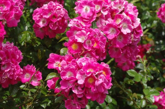 American-Pillar-Lottum 2013