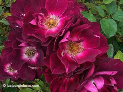 Cardinal Hume-FloribundaPolonia 2013