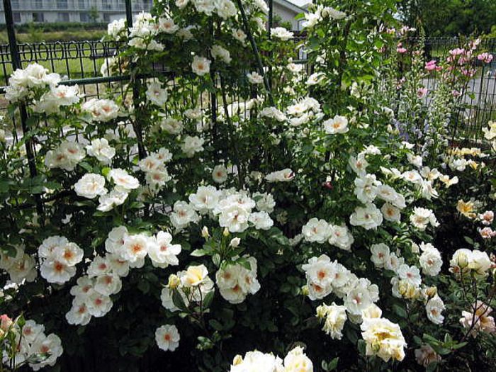 jacqueline-du-pre -FloribundaPolonia 2013