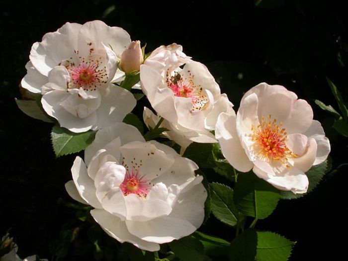 jacqueline -FloribundaPolonia 2013