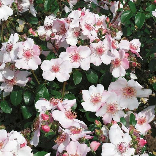 Sweet Pretty Lottum 2013