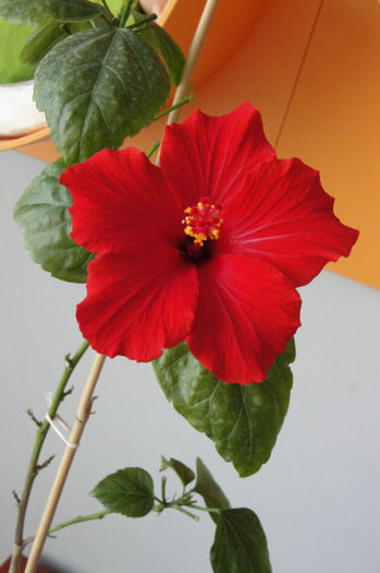 no name - Hibiscus-1