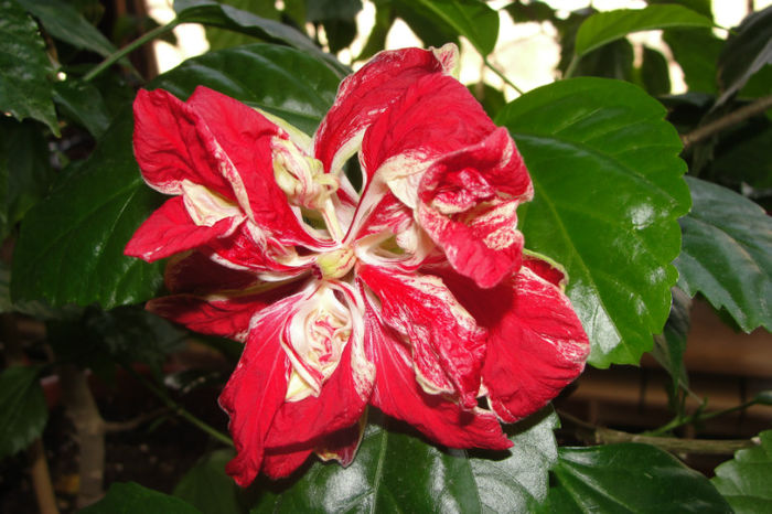  - Hibiscus-1