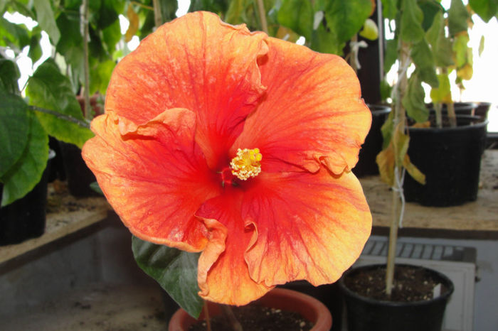 hibiscus Chantal Johnson