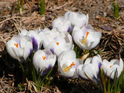 Crocusi